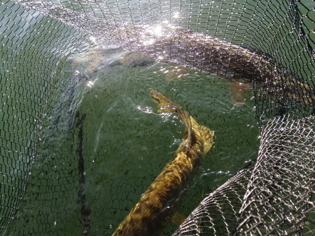 Le guide de pêche avec un doublé brochet des lacs d'orient
