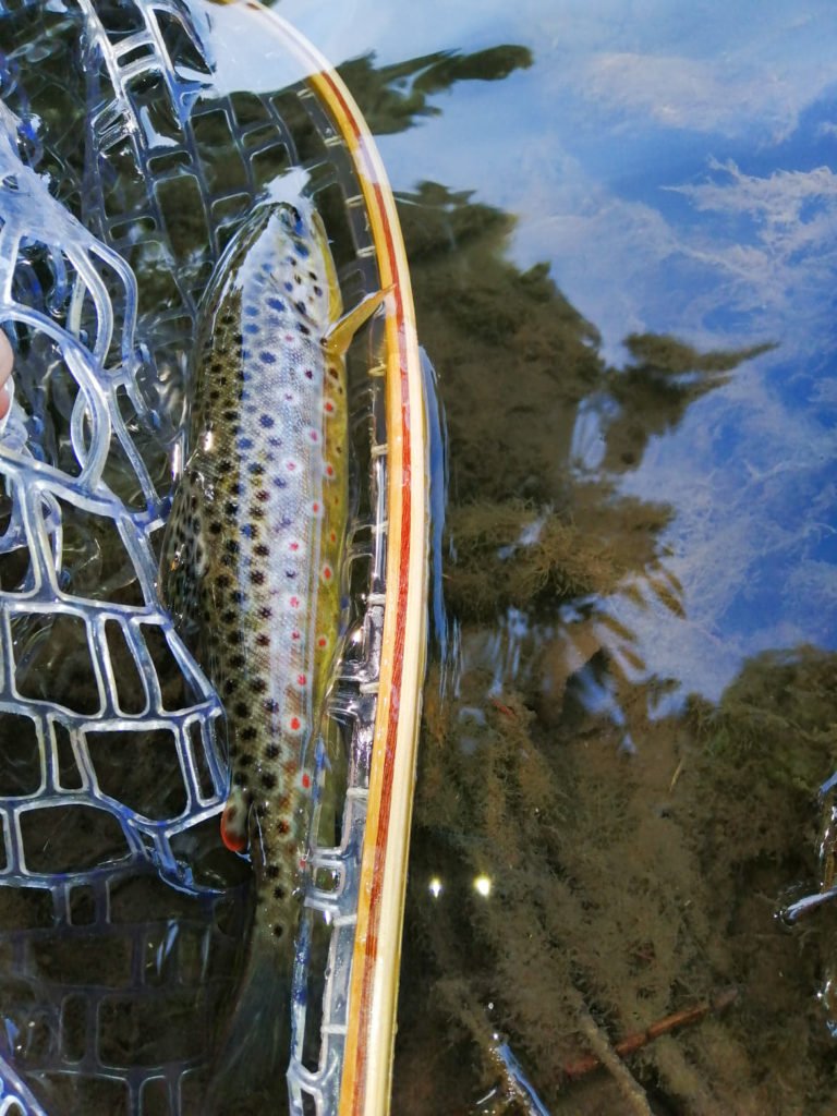 Jolie truite prise lors d'une pêche aux appats naturel en Seine dans l'Aube