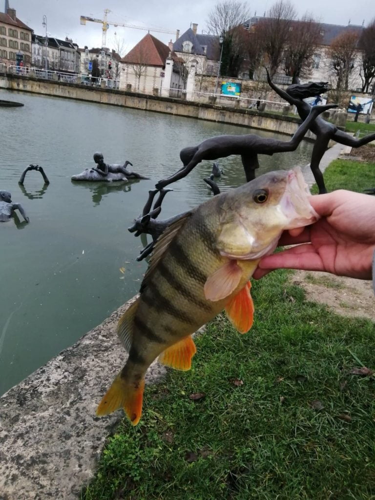 Perche prise en Street Fishing a Troyes
