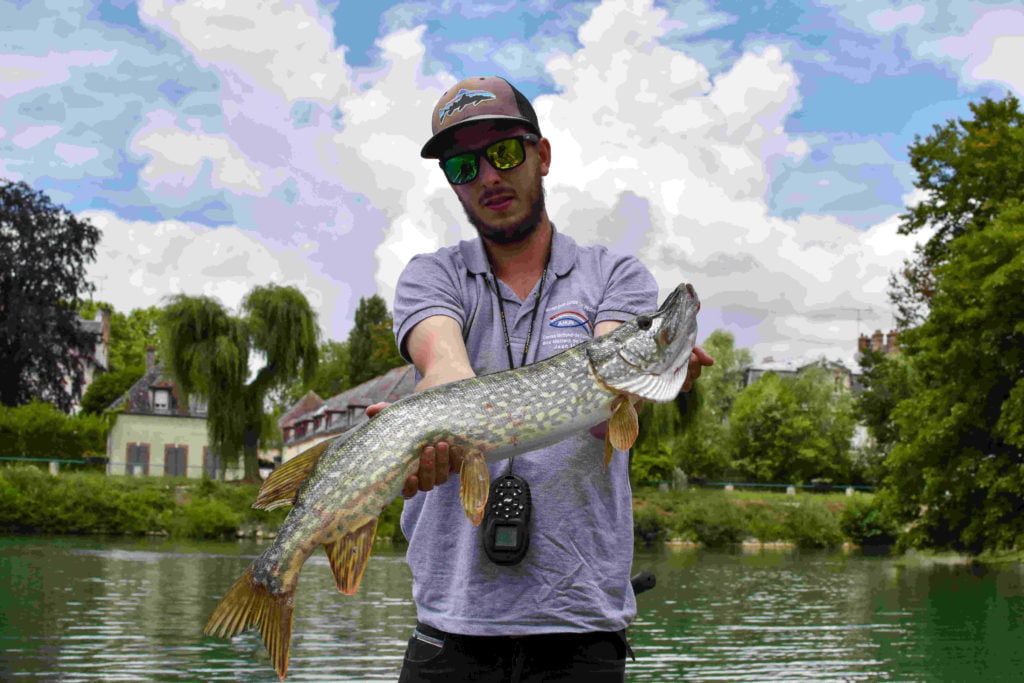 Une journée avec un guide de pêche en Seine, un beau brochet capturé aux leurres !