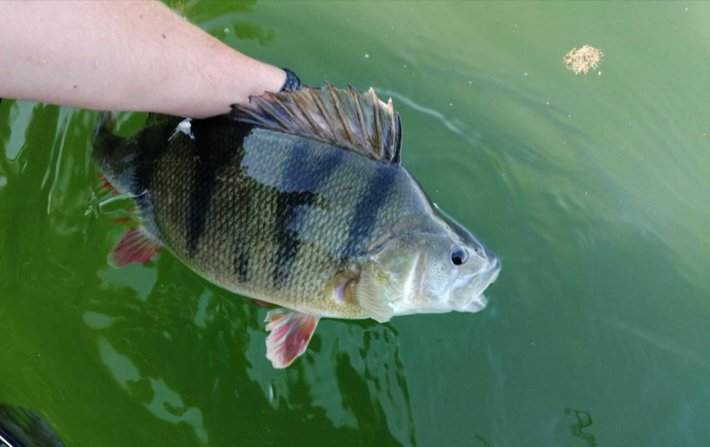 Une grosse perche prise lors d'une journée de pêche sur le lac du Temple