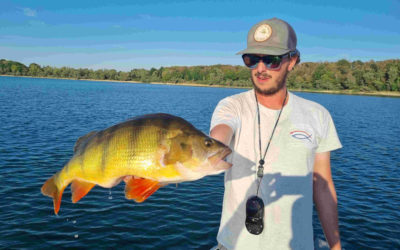 La pêche de la perche aux leurres souples.